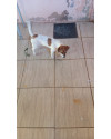 femea-filhote-cloe-small-0