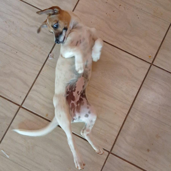 femea-filhote-cloe-adocao-doacao-cachorro-gato-1
