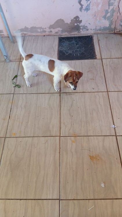 femea-filhote-cloe-adocao-doacao-cachorro-gato-0