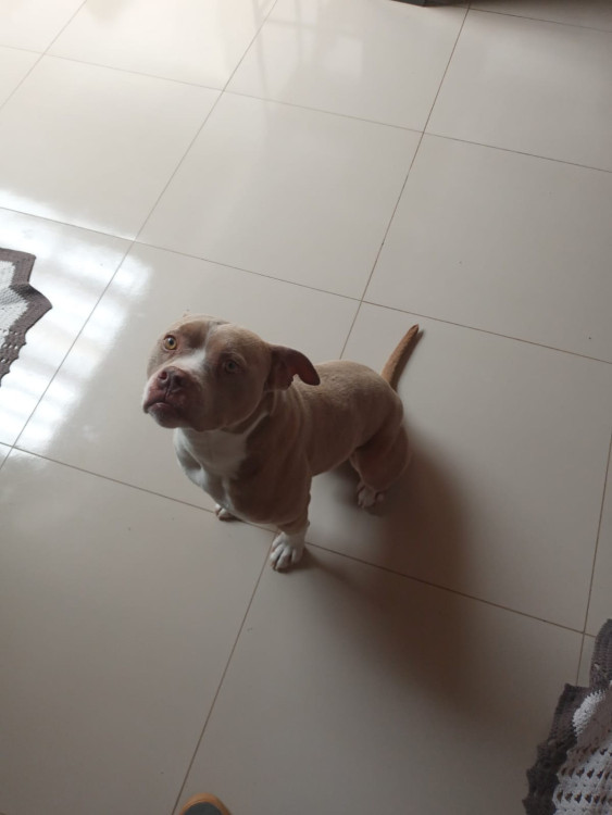 adocao-responsavel-adocao-doacao-cachorro-gato-1