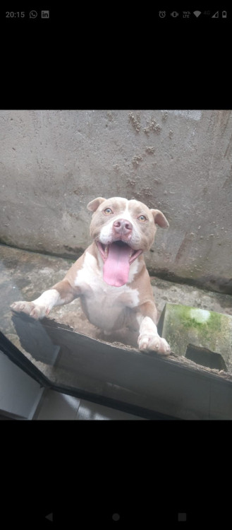 adocao-responsavel-adocao-doacao-cachorro-gato-0