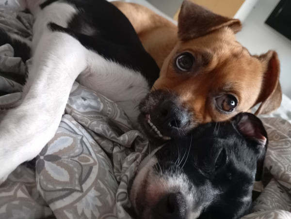 adote-o-bento-adocao-doacao-cachorro-gato-0