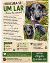 eu-quero-um-lar-muito-fofo-assim-como-eu-small-2