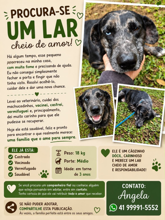 eu-quero-um-lar-muito-fofo-assim-como-eu-adocao-doacao-cachorro-gato-2