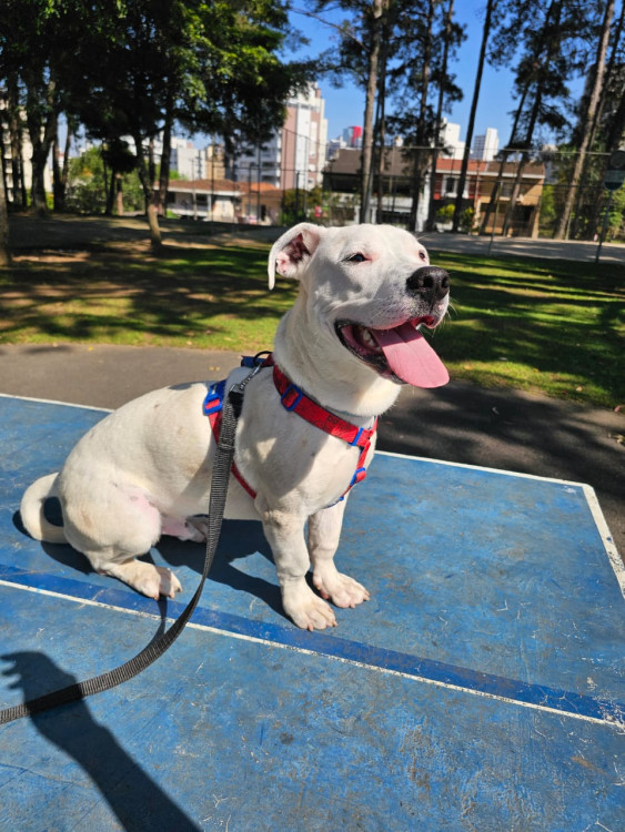 zeus-o-animado-adocao-doacao-cachorro-gato-0