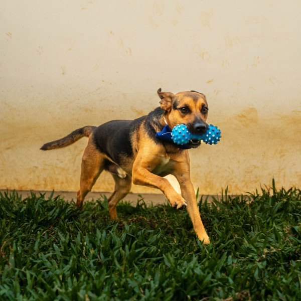 fumaca-caramelo-capa-preta-adocao-doacao-cachorro-gato-1