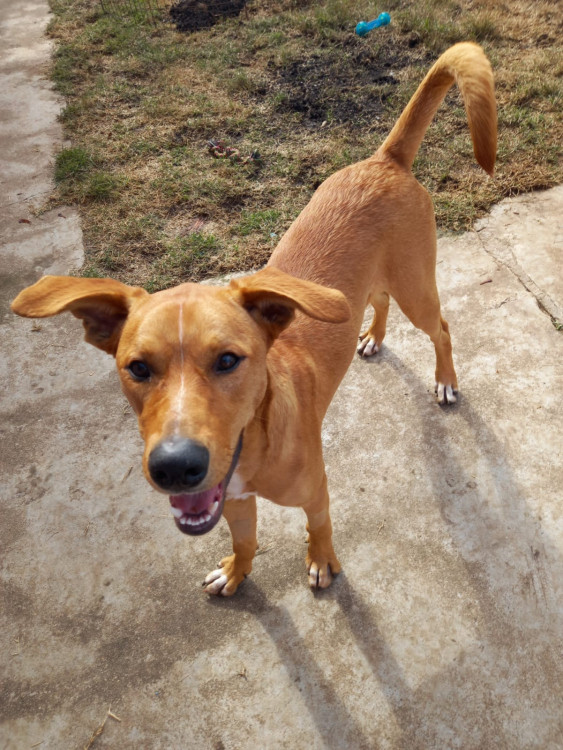 toby-o-doce-caramelo-adocao-doacao-cachorro-gato-1