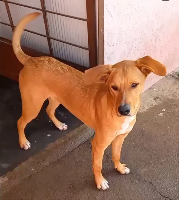 toby-o-doce-caramelo-adocao-doacao-cachorro-gato-2