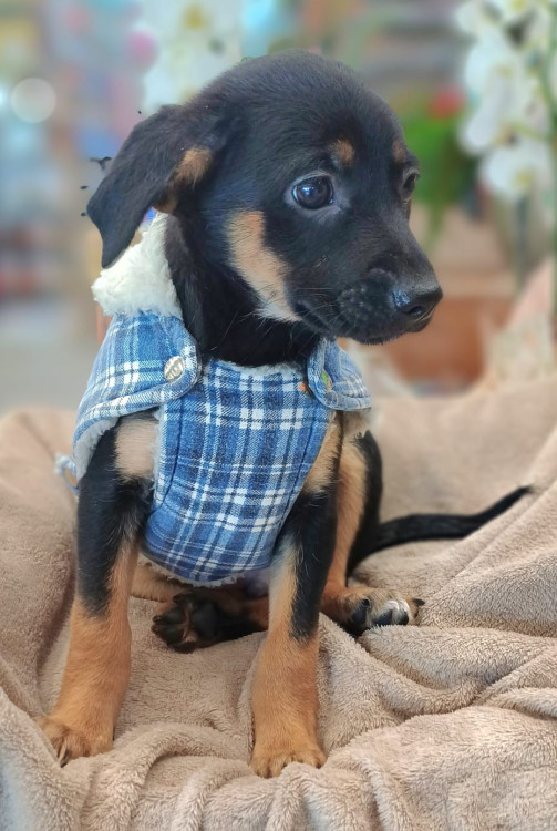 merlim-para-adocao-adocao-doacao-cachorro-gato-2