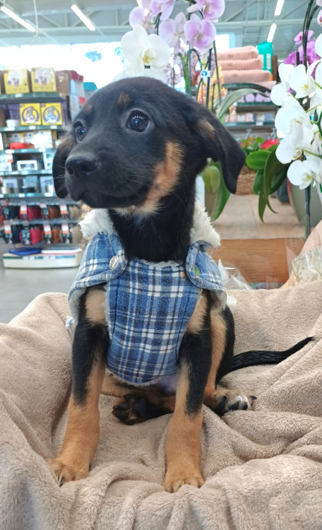 merlim-para-adocao-adocao-doacao-cachorro-gato-4