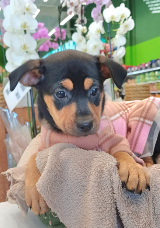 dori-para-adocao-adocao-doacao-cachorro-gato-0