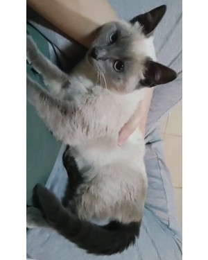 Lincol, negativo Fiv/Felv
