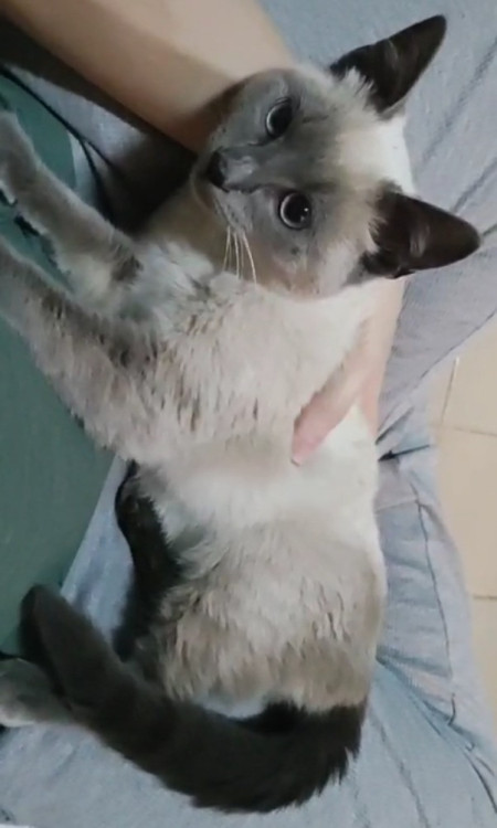 lincol-negativo-fivfelv-adocao-doacao-cachorro-gato-0