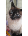 sharon-small-4