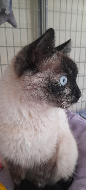 sharon-adocao-doacao-cachorro-gato-2