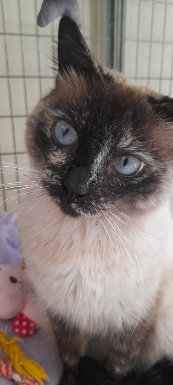 sharon-adocao-doacao-cachorro-gato-4