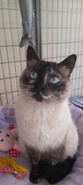 sharon-adocao-doacao-cachorro-gato-1