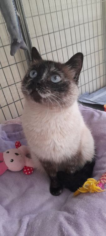 sharon-adocao-doacao-cachorro-gato-3