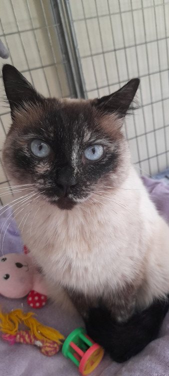 sharon-adocao-doacao-cachorro-gato-0