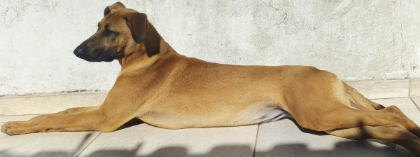 luna-elena-adocao-doacao-cachorro-gato-0