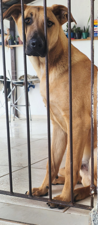 pablo-escobar-esta-buscando-un-nuevo-hogar-adocao-doacao-cachorro-gato-1