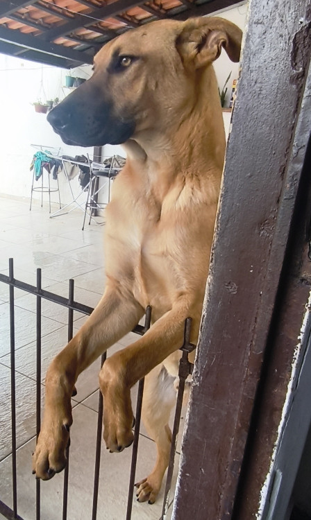 pablo-escobar-esta-buscando-un-nuevo-hogar-adocao-doacao-cachorro-gato-0