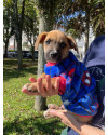 adocao-filhote-macho-small-4