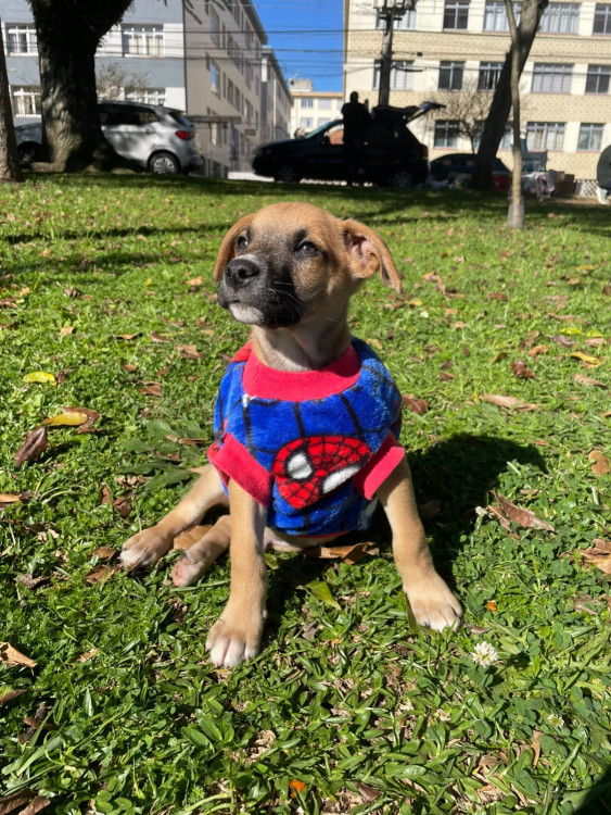 adocao-filhote-macho-adocao-doacao-cachorro-gato-0