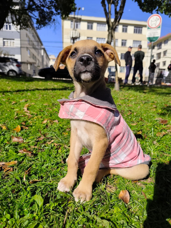 adocao-filhote-macho-adocao-doacao-cachorro-gato-3