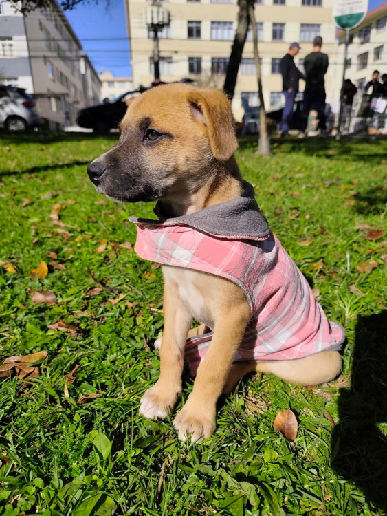 adocao-filhote-macho-adocao-doacao-cachorro-gato-2