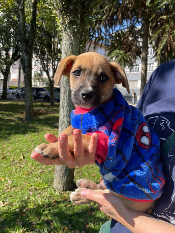 adocao-filhote-macho-adocao-doacao-cachorro-gato-4