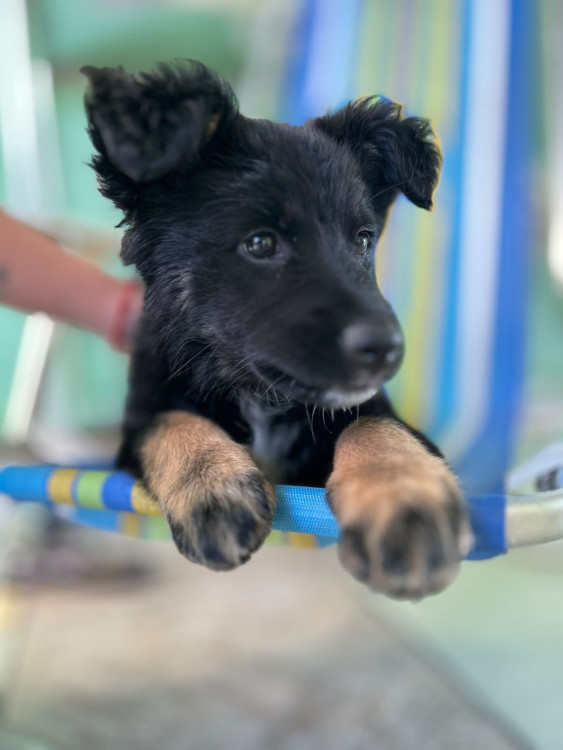 gracinha-para-adocao-adocao-doacao-cachorro-gato-4