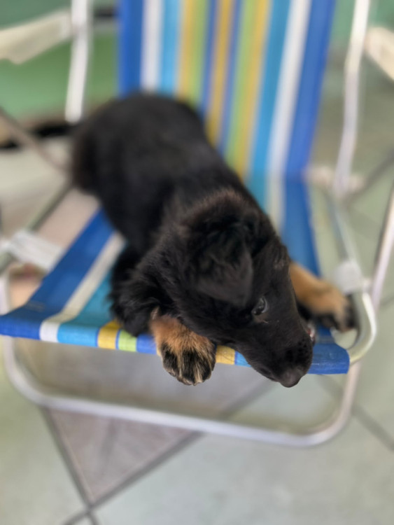 gracinha-para-adocao-adocao-doacao-cachorro-gato-0