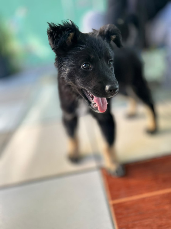 gracinha-para-adocao-adocao-doacao-cachorro-gato-1