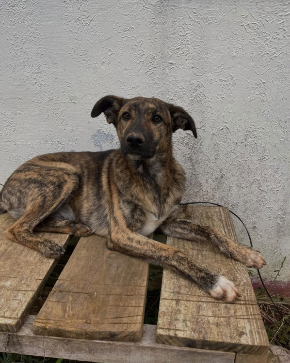 srd-macho-para-adocao-responsavel-adocao-doacao-cachorro-gato-1