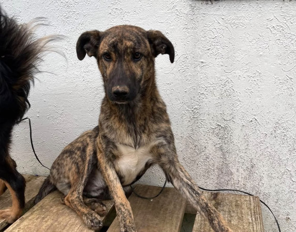 srd-macho-para-adocao-responsavel-adocao-doacao-cachorro-gato-0