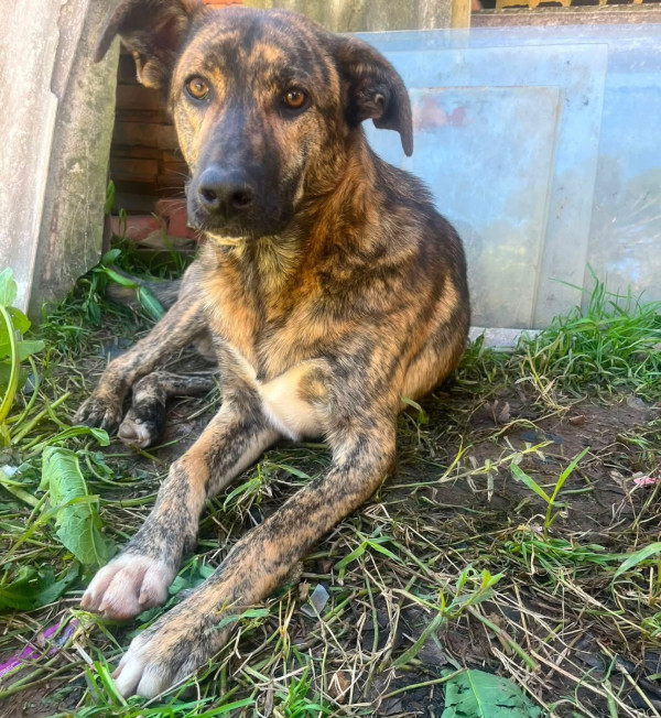 srd-macho-para-adocao-responsavel-adocao-doacao-cachorro-gato-2