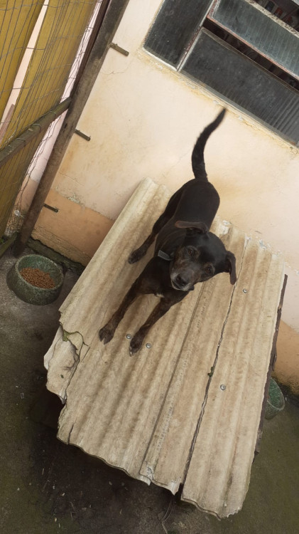 doa-se-casal-castrado-pretos-vacinados-2-anos-irmaos-adocao-doacao-cachorro-gato-1