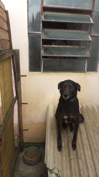 doa-se-casal-castrado-pretos-vacinados-2-anos-irmaos-adocao-doacao-cachorro-gato-0