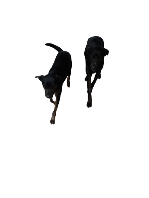 doa-se-casal-castrado-pretos-vacinados-2-anos-irmaos-adocao-doacao-cachorro-gato-2