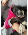cadela-cacau-para-doacao-small-0