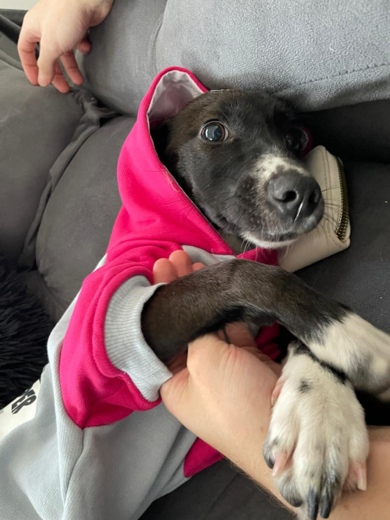 cadela-cacau-para-doacao-adocao-doacao-cachorro-gato-0