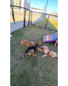 adotar-para-lar-nova-familia-small-1