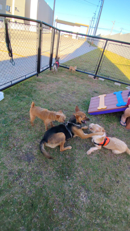 adotar-para-lar-nova-familia-adocao-doacao-cachorro-gato-1