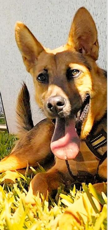 adotar-para-lar-nova-familia-adocao-doacao-cachorro-gato-0