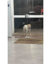 fiapo-muito-docil-small-2