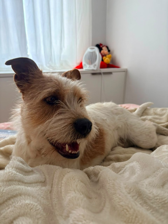 fiapo-muito-docil-adocao-doacao-cachorro-gato-0