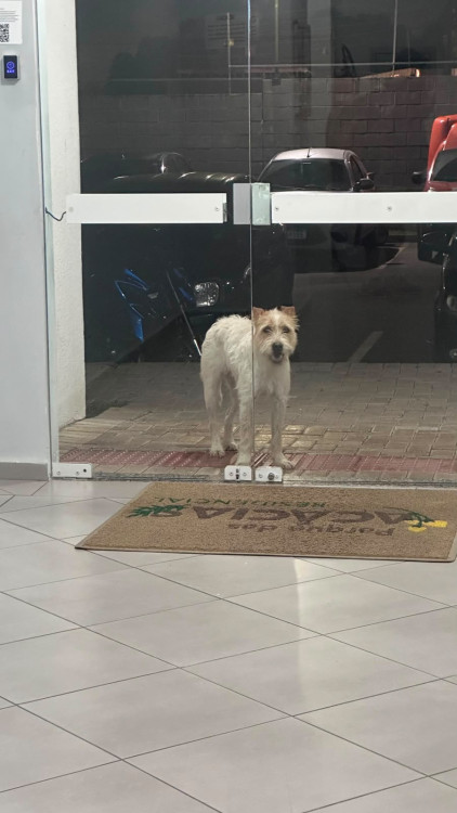 fiapo-muito-docil-adocao-doacao-cachorro-gato-2