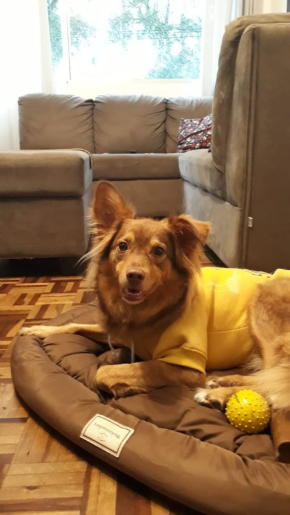 fox-adocao-doacao-cachorro-gato-0