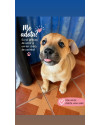 doe-amor-adote-uma-vida-small-0